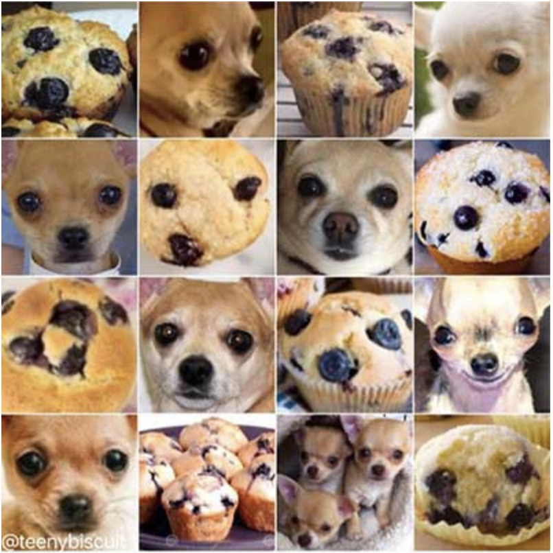 Chihuahua oder Muffin?